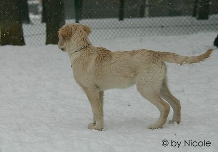 Golden Retriever merlin_4