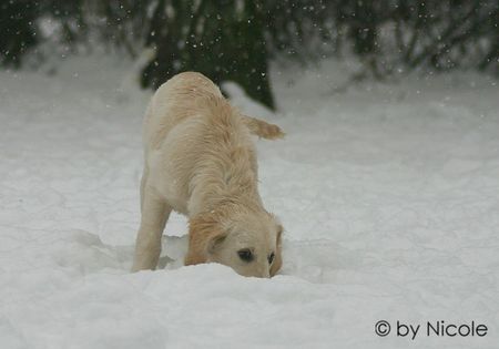 Golden Retriever merlin_7