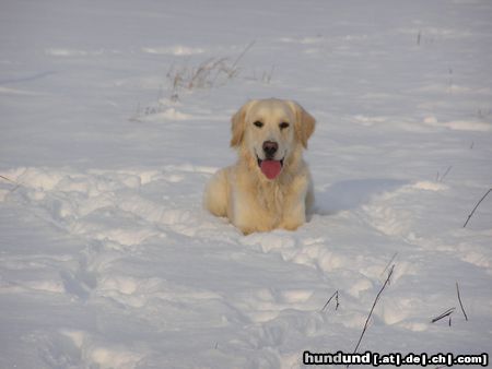 Golden Retriever Merlin im Schnee