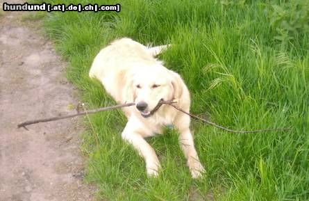 Golden Retriever Cora  (11 Mon.)