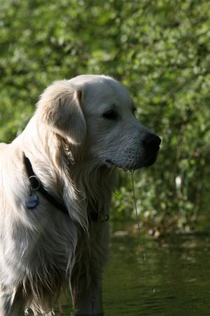 Golden Retriever ?