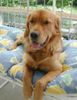 Golden Retriever Hund