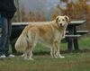 Golden Retriever Hund