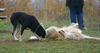 Golden Retriever Hund