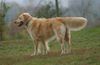 Golden Retriever Hund