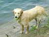 Golden Retriever Hund