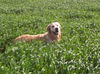 Golden Retriever Hund