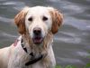 Golden Retriever Hund