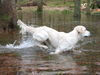 Golden Retriever Hund