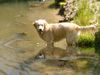 Golden Retriever Hund