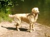 Golden Retriever Hund