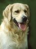 Golden Retriever Hund