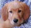 Golden Retriever Hund