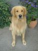 Golden Retriever Hund