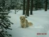 Golden Retriever Hund