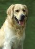 Golden Retriever Hund