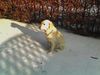 Golden Retriever Hund