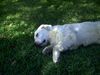 Golden Retriever Hund