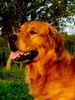 Golden Retriever Hund