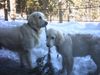 Golden Retriever Hund