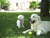 Golden Retriever Hund