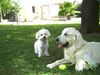 Golden Retriever Hund