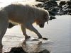 Golden Retriever Hund