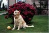 Golden Retriever Hund