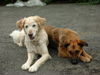 Golden Retriever Hund