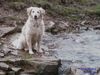 Golden Retriever Hund