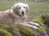 Golden Retriever Hund