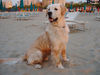 Golden Retriever Hund