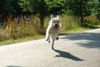 Golden Retriever Hund