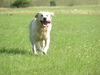 Golden Retriever Hund