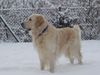 Golden Retriever Hund