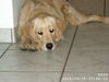 Golden Retriever Hund