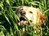 Golden Retriever Hund