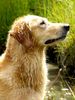 Golden Retriever Hund