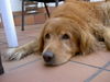 Golden Retriever Hund