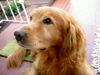 Golden Retriever Hund