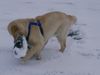 Golden Retriever Hund