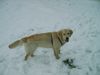 Golden Retriever Hund