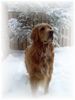 Golden Retriever Hund