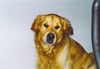 Golden Retriever Hund