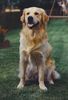 Golden Retriever Hund