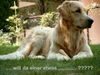 Golden Retriever Hund