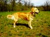 Golden Retriever Hund