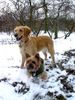 Golden Retriever Hund