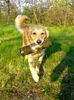 Golden Retriever Hund