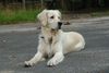 Golden Retriever Hund